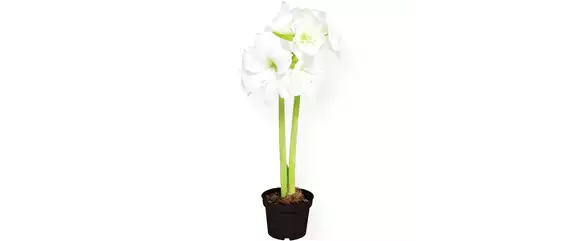 SCHöNE SCHLICHTHEIT! SCHöNE SCHLICHTHEIT!