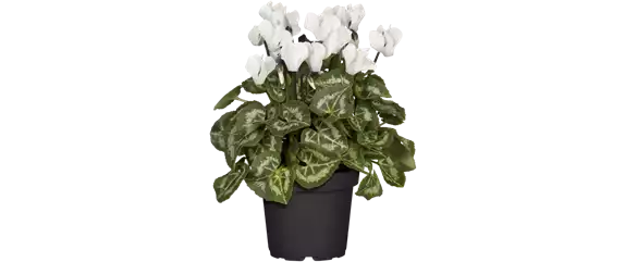 SCHöNE SCHLICHTHEIT! SCHöNE SCHLICHTHEIT!