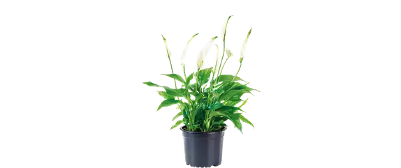 SCHöNE SCHLICHTHEIT! SCHöNE SCHLICHTHEIT!