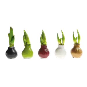 IM GLANZ DER ELEGANZ! IM GLANZ DER ELEGANZ!