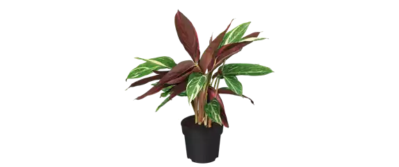 IM GLANZ DER ELEGANZ! IM GLANZ DER ELEGANZ!