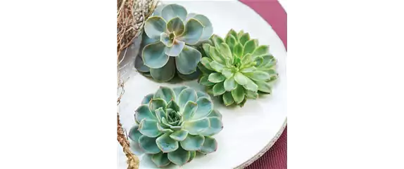 IM GLANZ DER ELEGANZ! IM GLANZ DER ELEGANZ!