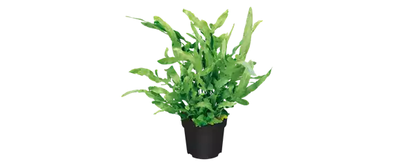 IM GLANZ DER ELEGANZ! IM GLANZ DER ELEGANZ!