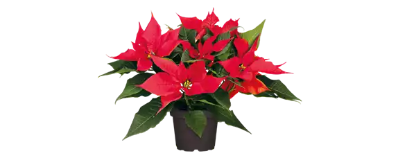 WEIHNACHTEN BEGINNT ZUHAUSE! WEIHNACHTEN BEGINNT ZUHAUSE!