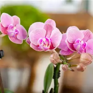 Phalaenopsis 