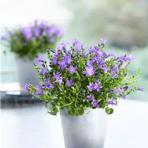 GLOCKENBLUME