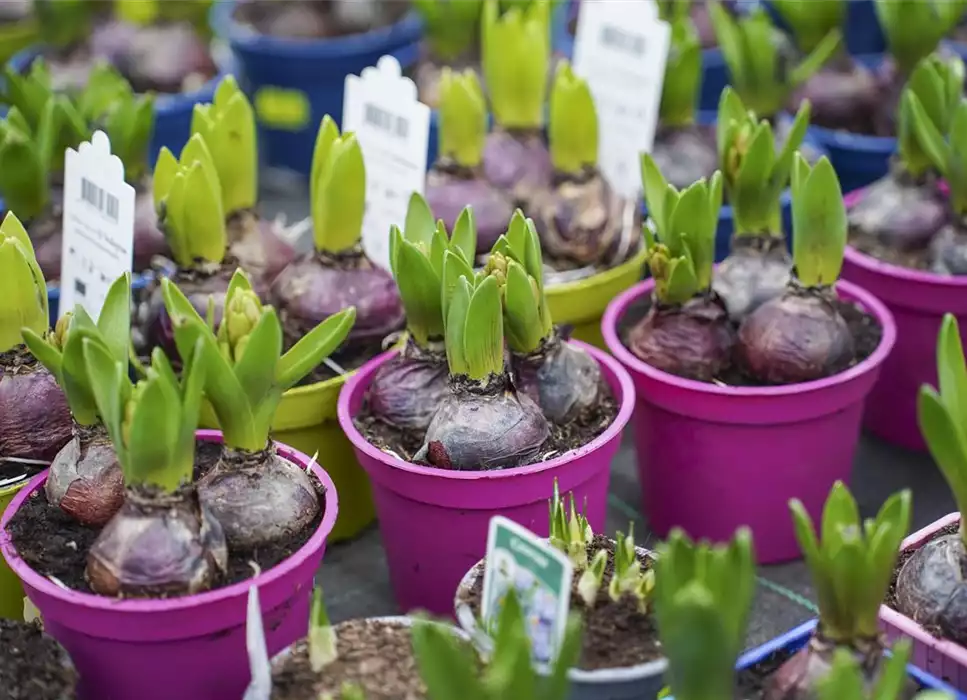 Frischer Start ins neue Jahr - Der Frühling kommt