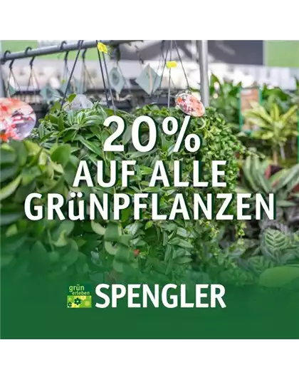 20 % auf alle Grünpflanzen