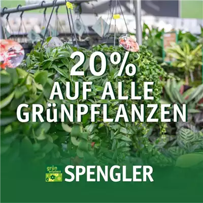 20 % auf alle Grünpflanzen
