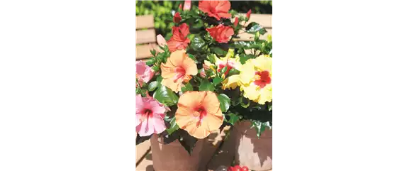 URLAUBSGEFÜHLE ZUHAUSE! 