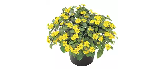 URLAUB AUF DEM BALKON! 