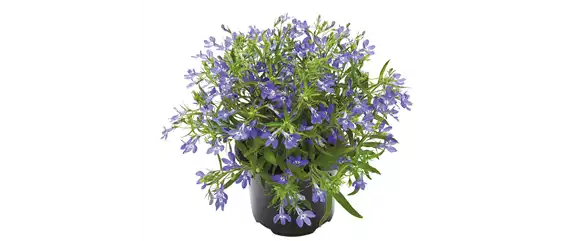 URLAUB AUF DEM BALKON! 