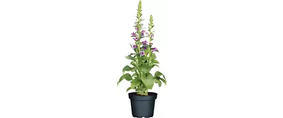 SOMMER IM STAUDENGARTEN!