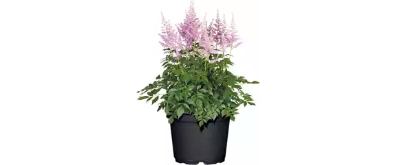 SOMMER IM STAUDENGARTEN!