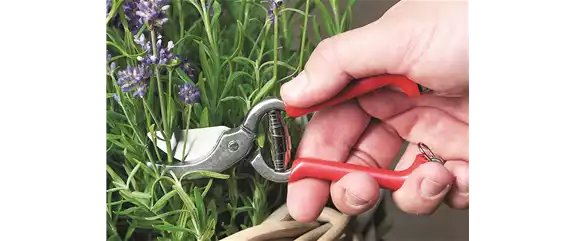 SOMMER IM STAUDENGARTEN!