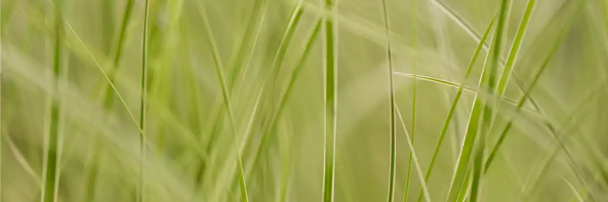 WIE GRäSER DEN GARTEN AUFWERTEN!