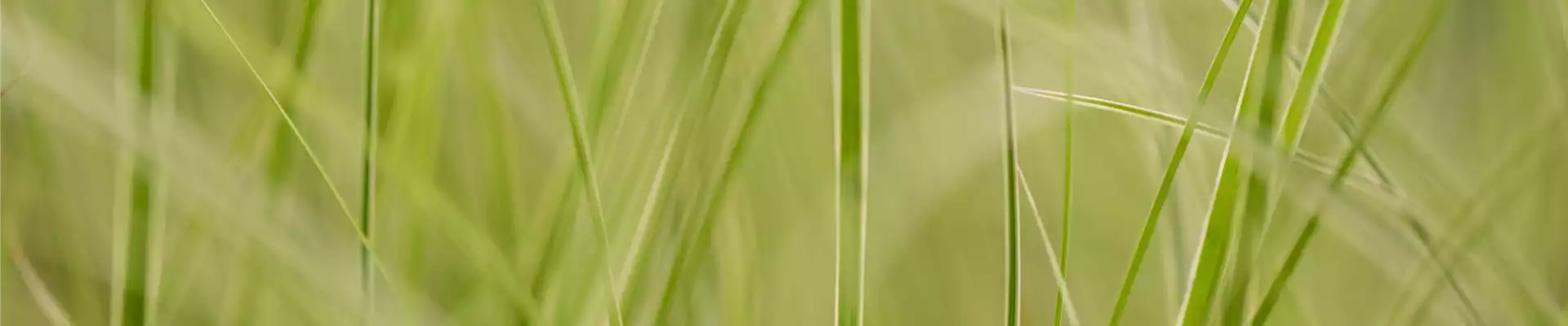 WIE GRäSER DEN GARTEN AUFWERTEN!