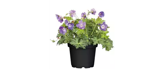 ELEGANTER ROSENGARTEN! 
