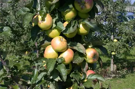 STREUOBSTWIESE - GESUNDHEIT ZUM SELBERPFLüCKEN