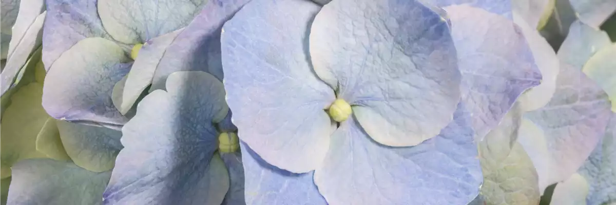 DIE BLAUBLü(H)TER UNTER DEN HORTENSIEN