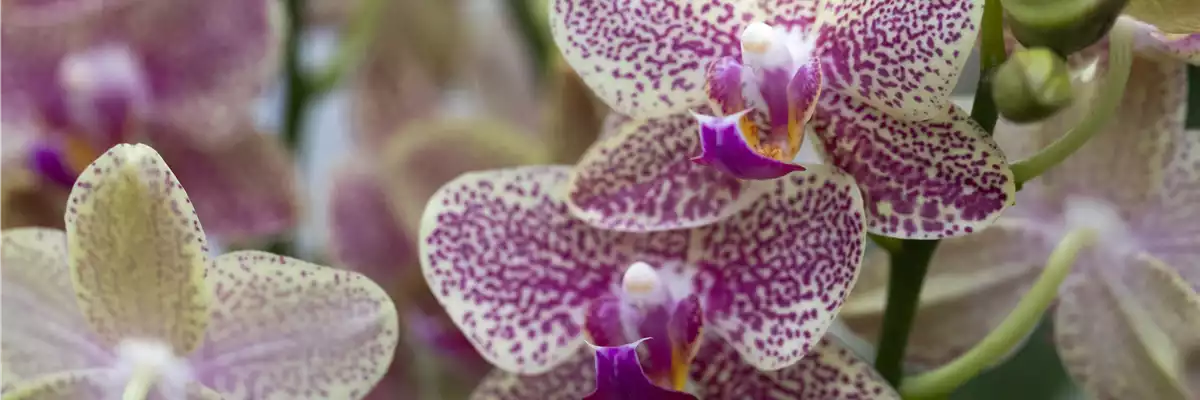 ORCHIDEEN GEGEN DEN WINTERBLUES!