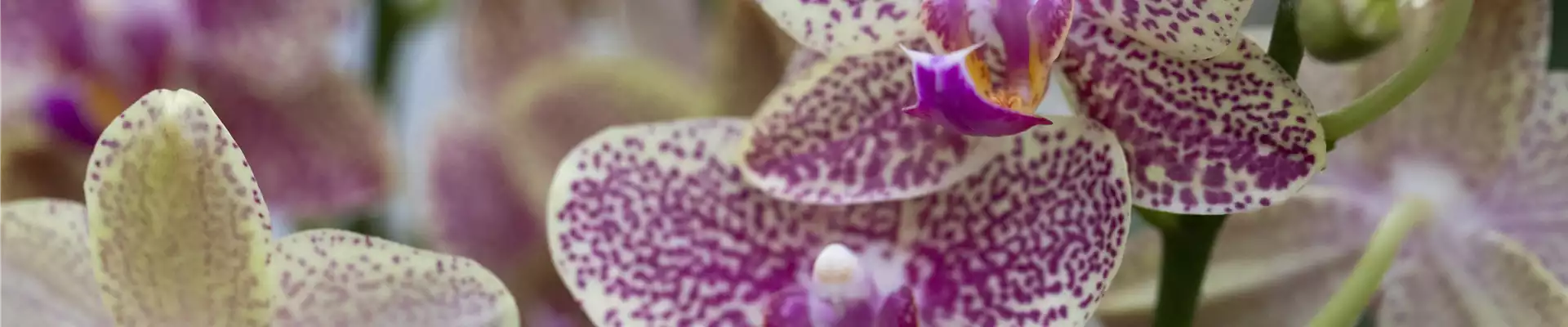 ORCHIDEEN GEGEN DEN WINTERBLUES!