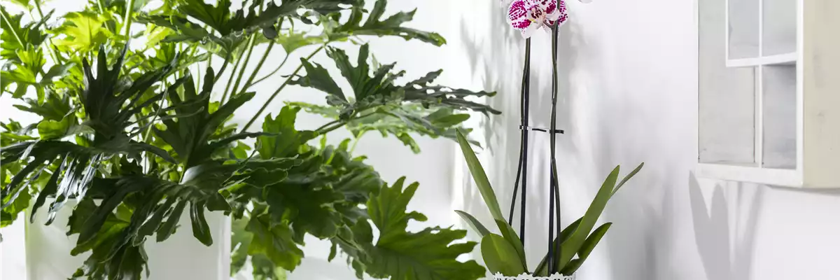 WIE GEHT...ORCHIDEEN UMTOPFEN?