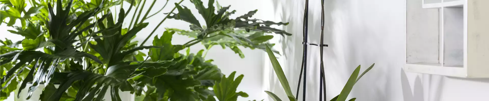 WIE GEHT...ORCHIDEEN UMTOPFEN?