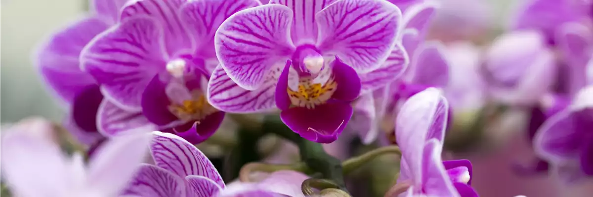 ORCHIDEEN-VIELFALT