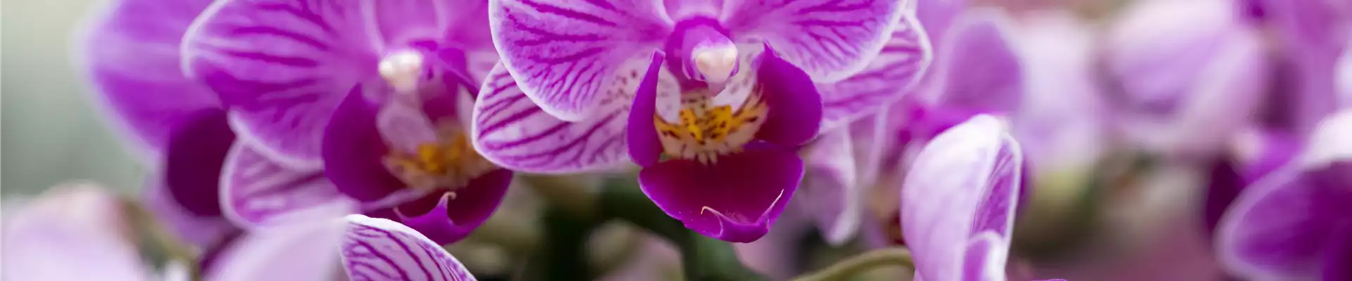 ORCHIDEEN-VIELFALT